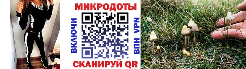 omg tor Каменногорск Псилоцибиновые грибы Psilocybe